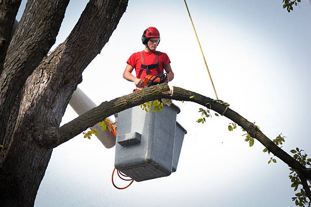 Professional Tree Service in Ozark, AR